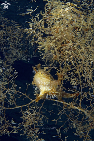 A Sargassum fish