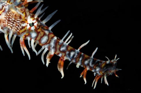 A Ghost PipeFish