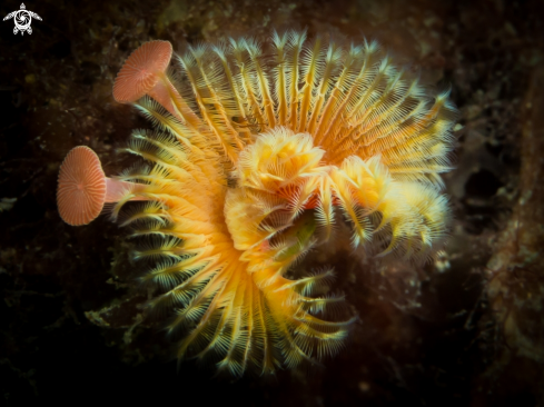 A Tube Worm