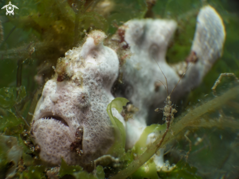 A Painted frogfish & Skeleton shrimp