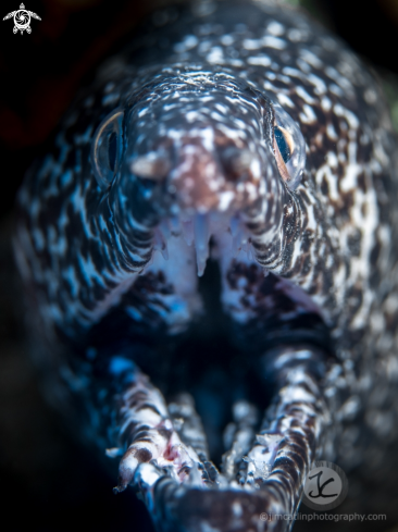 A Spotted Moray Eel