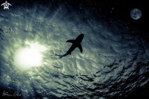 A Oceanic Whitetip Shark