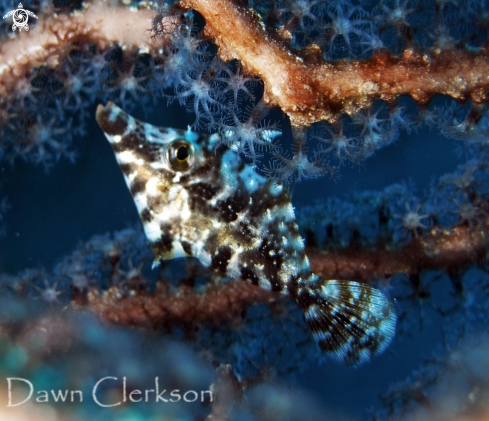 A Monacanthus tuckeri | Slender Filefish