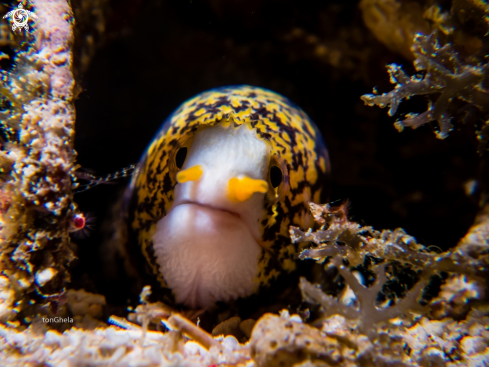 A Echidna nebulosa | Snow Flakes Eel