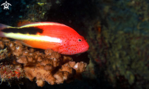 A  Hawkfish Silver Star Shipwreck,Mauritius