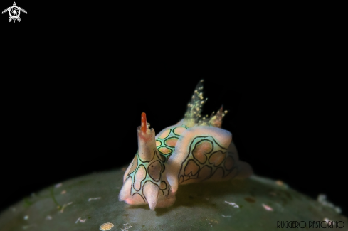 A Psychedelic batwing slug