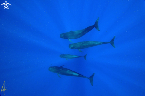 A Pilot Whales