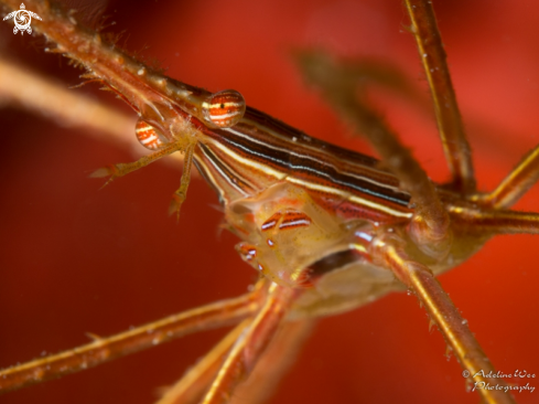 A Arrowhead crab