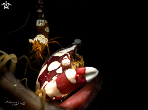 A  Lissocarcinus laevis &  Sexy Shrimp