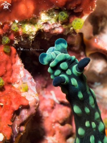 A Nudibranch