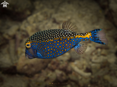 A Ostracion meleagris | White-spotted boxfish