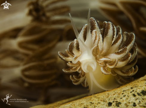 A Nudibranch