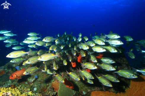 A Cardinal Fish 