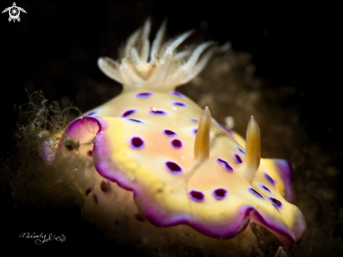 A Nudibranch