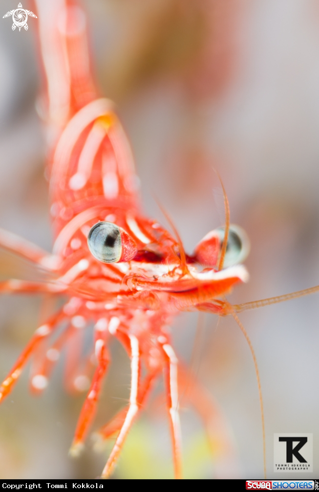 A Dancing shrimp