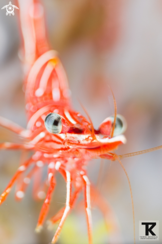 A Rhynochocinetes durbanensis | Dancing shrimp
