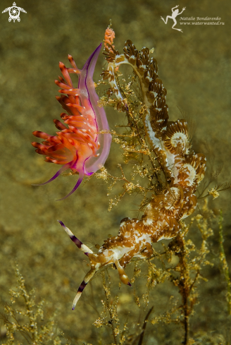 A two nudibranches