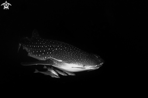 Whale Shark