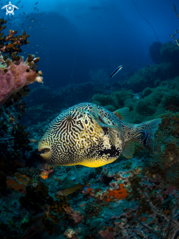 A Map Pufferfish