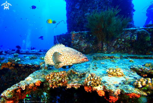 A Grouper Fish