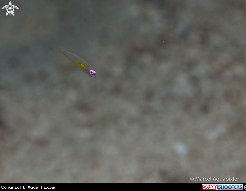 A Hovering Goby