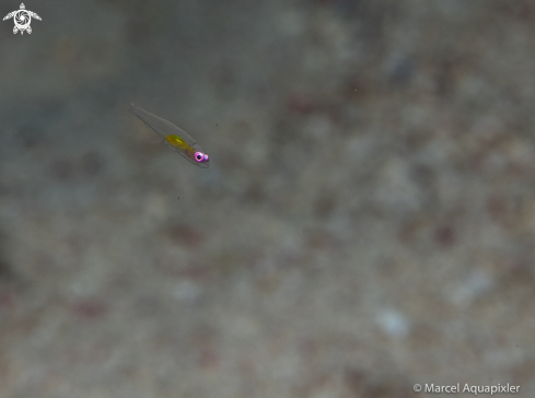 A Hovering Goby