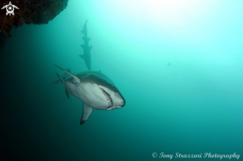 A Grey nurse shark