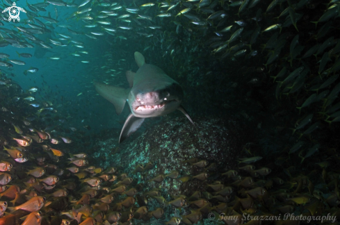 A Carcharias taurus | Grey nurse shark