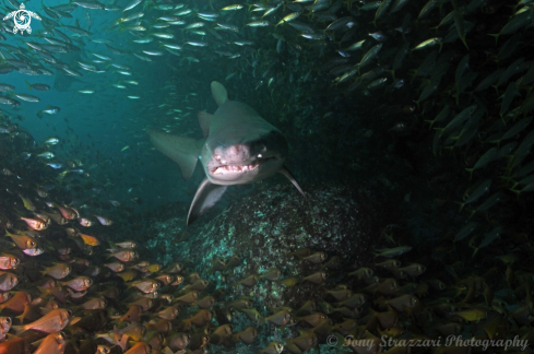 A Grey nurse shark