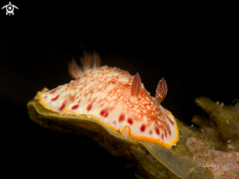 A Nudibranch