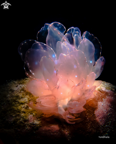 Nudibranch