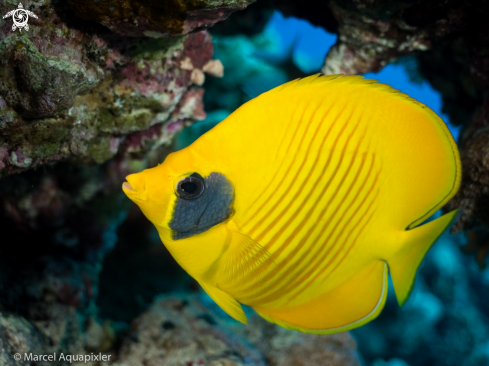 A Chaetodon semilarvatus | Masked Butterflyfish