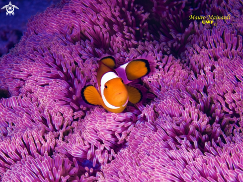 A Clown fish