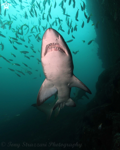 A Grey nurse shark