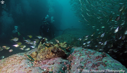 A Ornate wobbegong