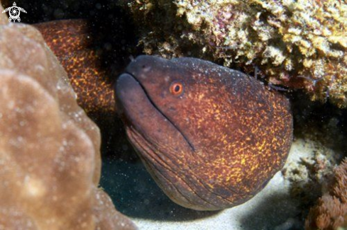 A Anguilliformes | Eel