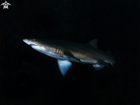 A Grey Nurse Shark