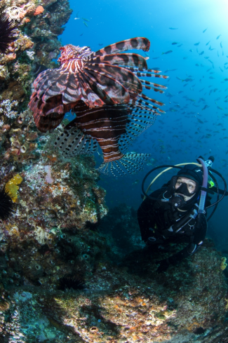 A Lion Fish