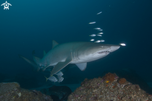 A Grey Nurse Shark