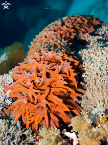 A Thelenota ananas | Armoured sea cucumber