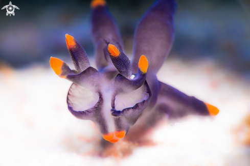 A Dorid Nudibranch