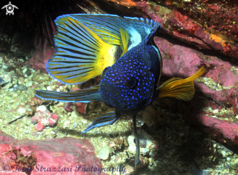 A Paraplesiops bleekeri | Eastern Blue Devilfish