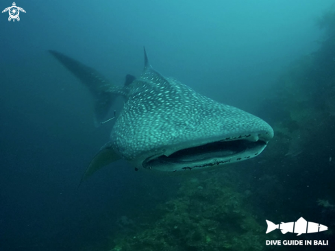 A Whale shark