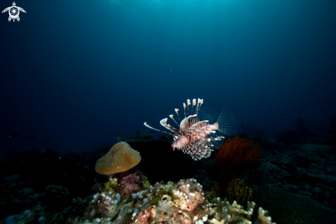 A Lionfish