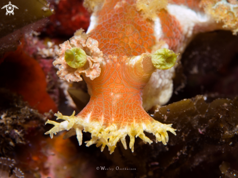 A Marionia sp. | Nudibranch