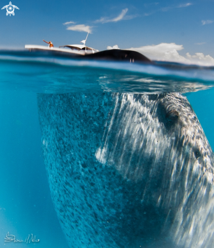 A Whaleshark