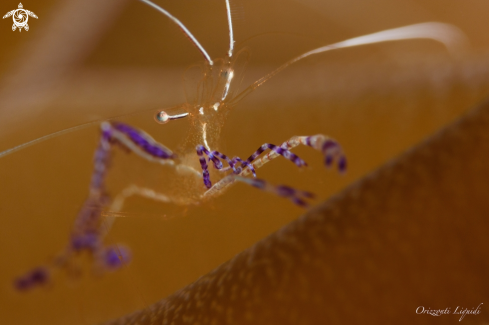 A Pederson Cleaner Shrimp