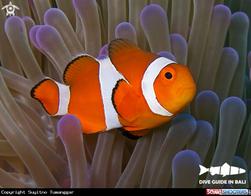 A clown anemonefish