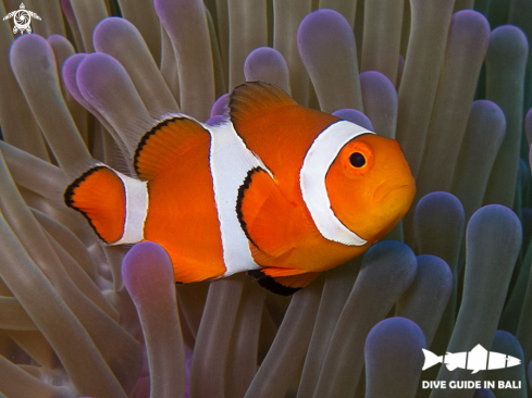 A clown anemonefish