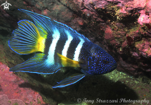 A Eastern Blue Devilfish